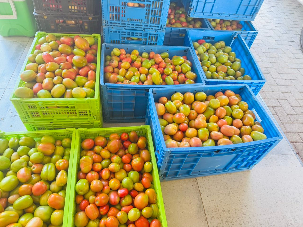 Fresh from Farm, Borehole watered Tomatoes, variety HTX14 @P300/crate