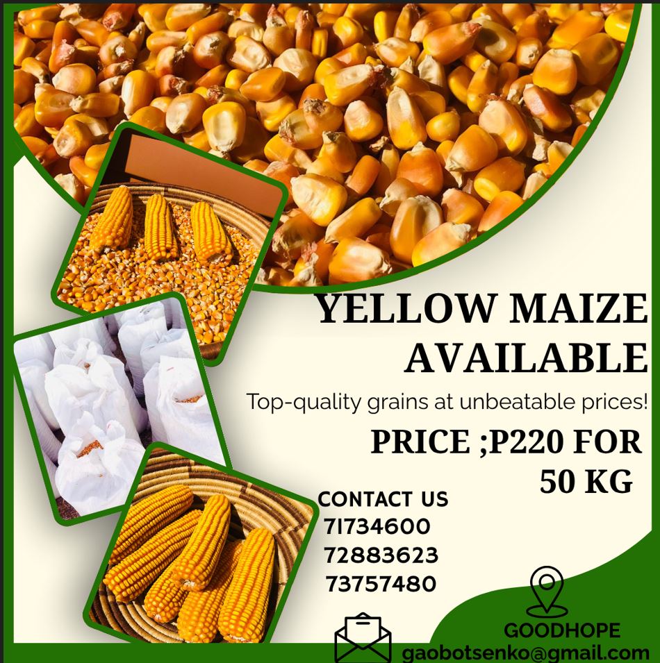 Yellow Maize