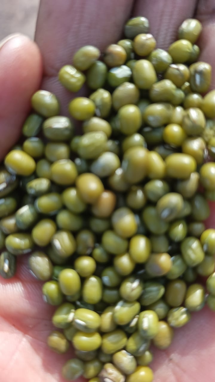 China Peas