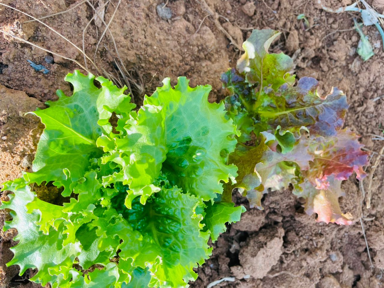 exotic mixed leaf lettuce P12.50/150g