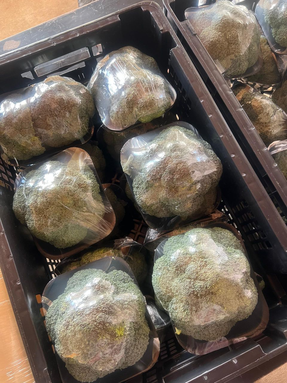 broccoli for sale @P15 per head