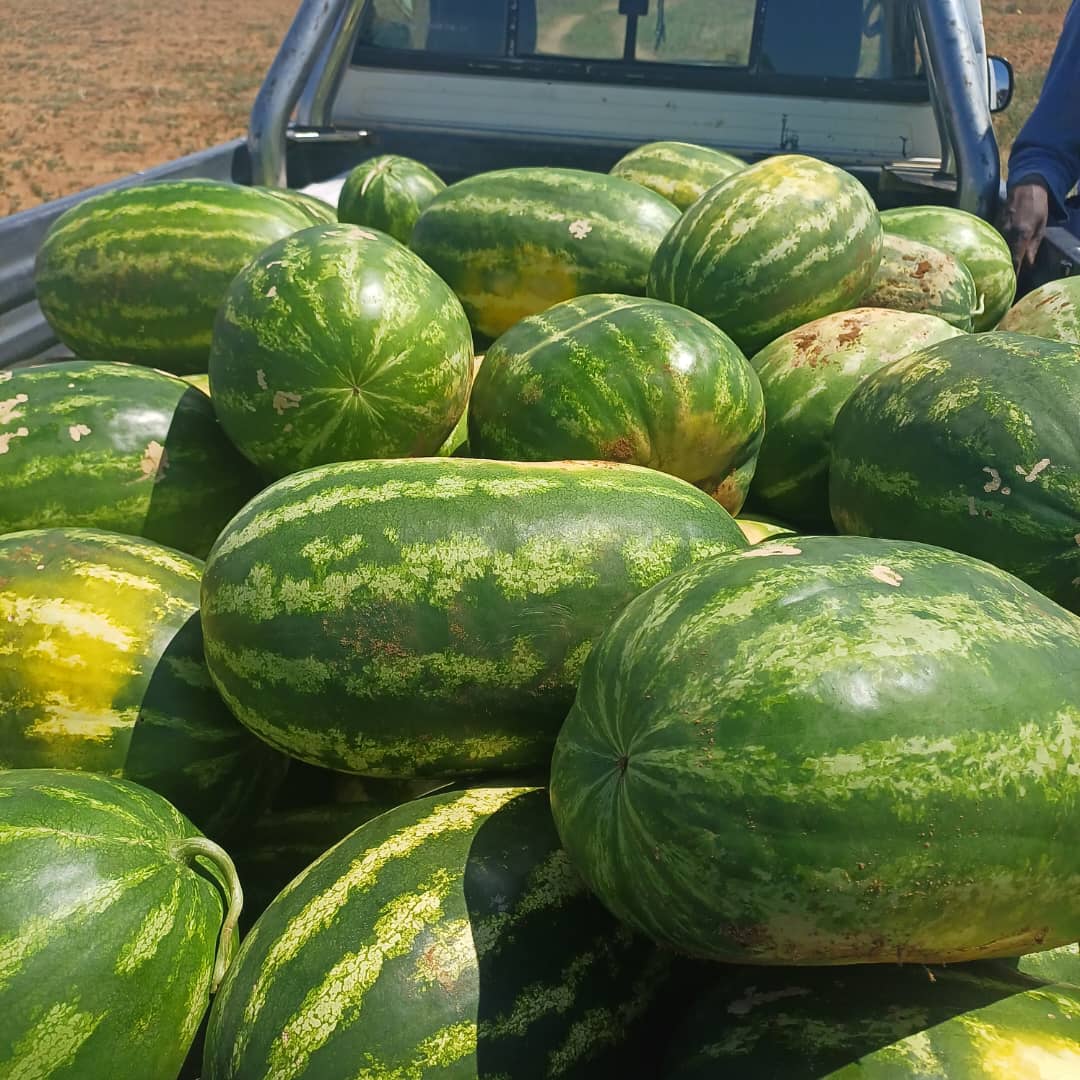 Sweet water melons, Medium size 40 pula, large 50 pula, very large 60. Deliverable in Gaborone