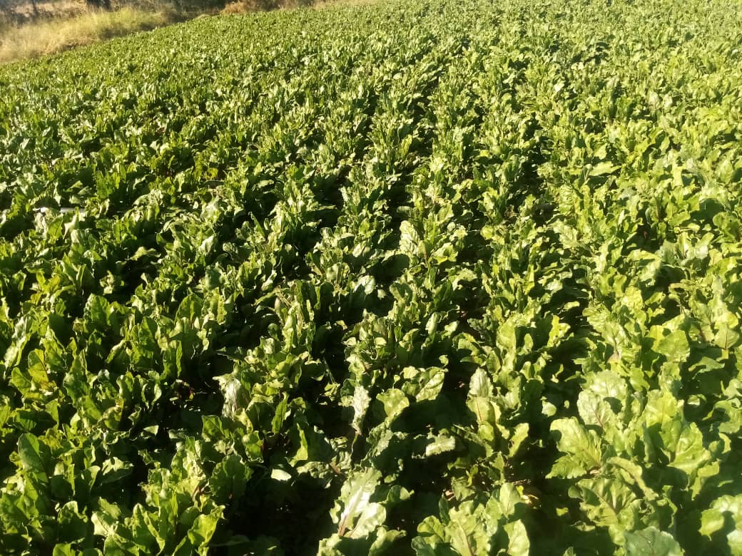 Fresh Beetroots from farm @P10/kg, delivery could be arranged