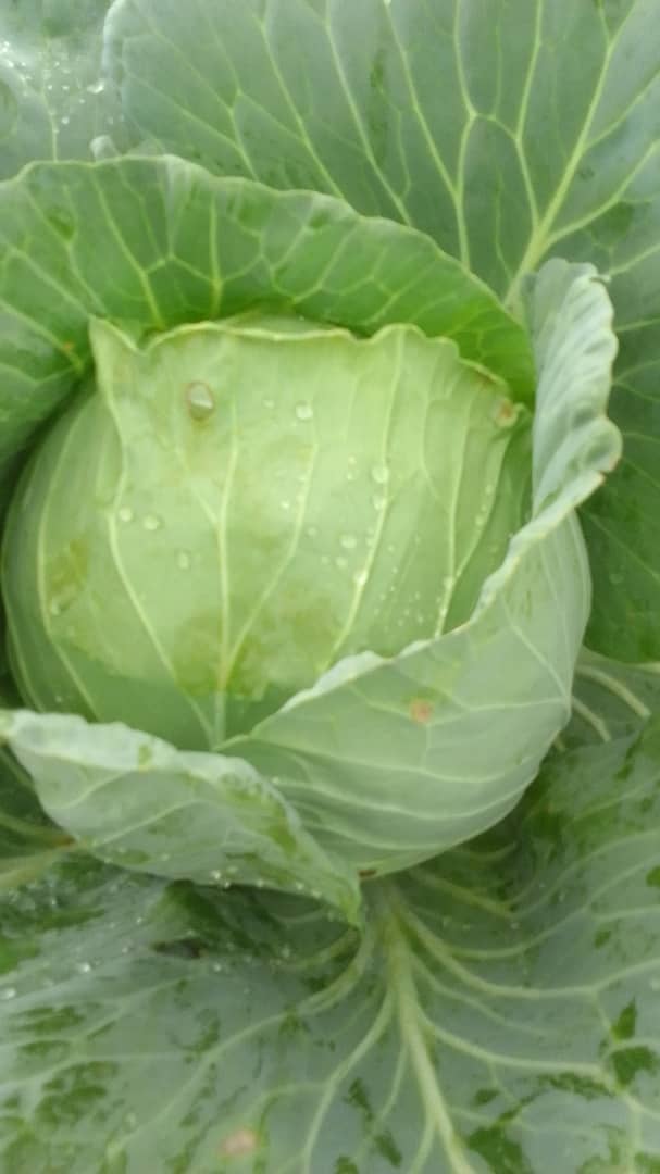Fresh from farm @P15 each ntlhanthe/ Gaborone
