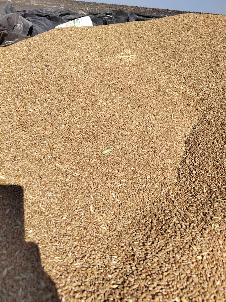 Wheat