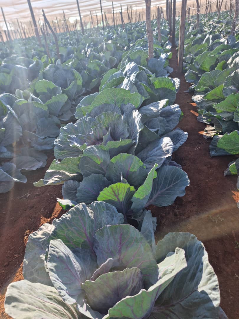 Red Cabbage, 1kg - 1.8kg, P13.00