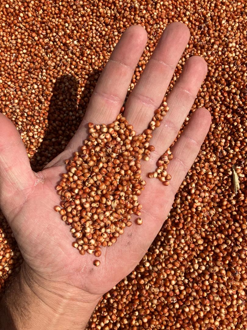 Sorghum