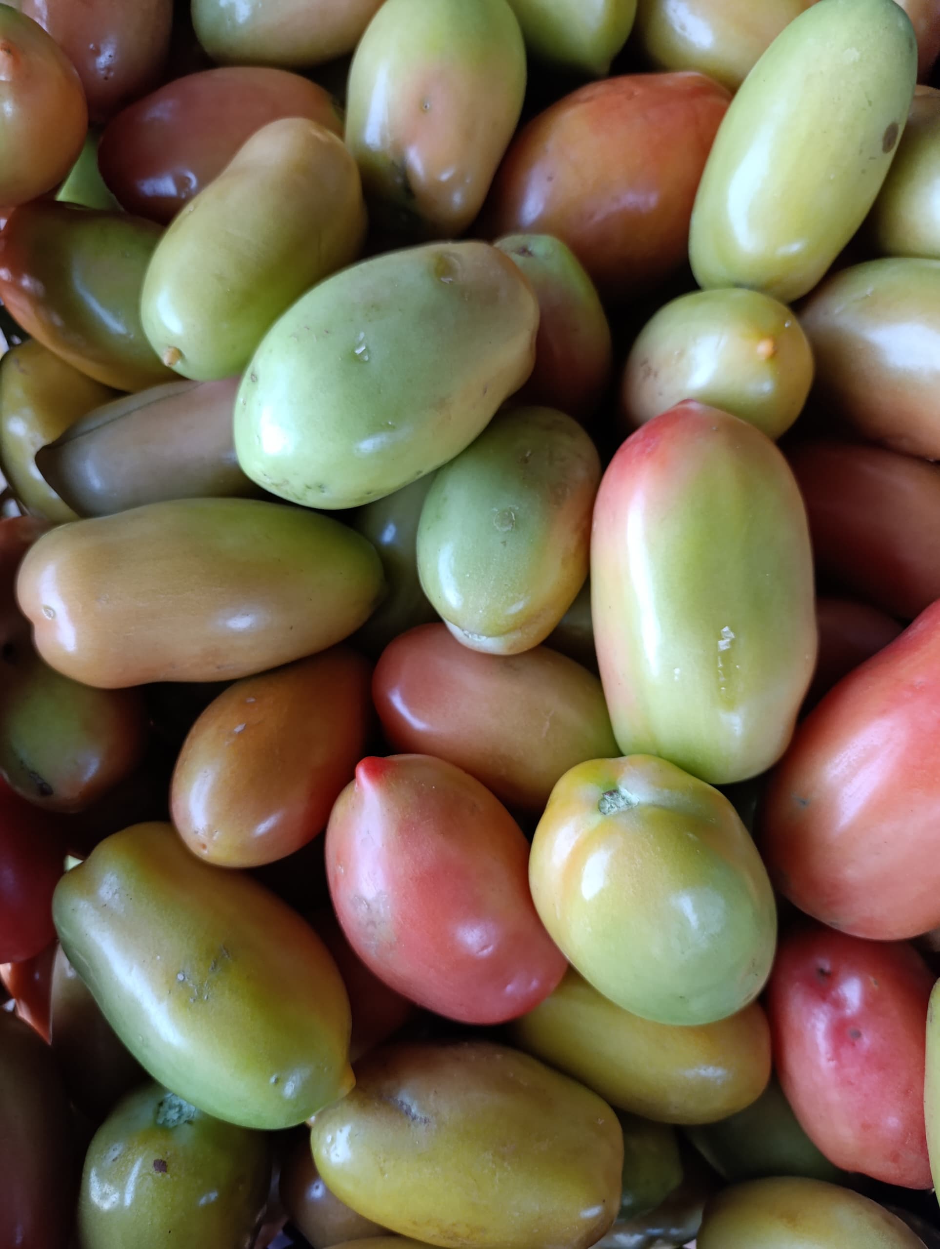 Fresh Roma Tomatoes, P12 per kg