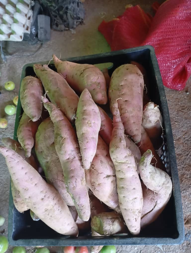 sweet potatoes, P15 pula per kg
