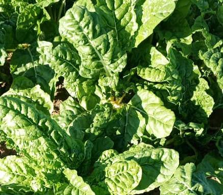 Fresh Farm spinach @P4 per bandle