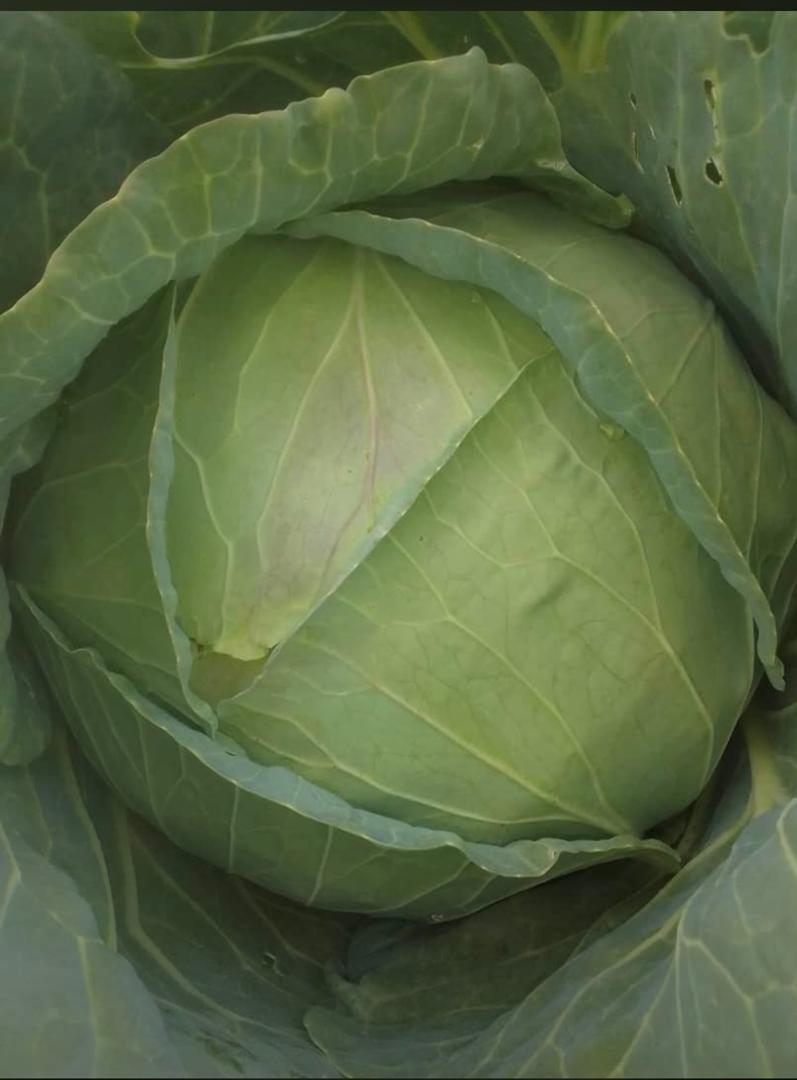 Fresh cabbage from farm @P15