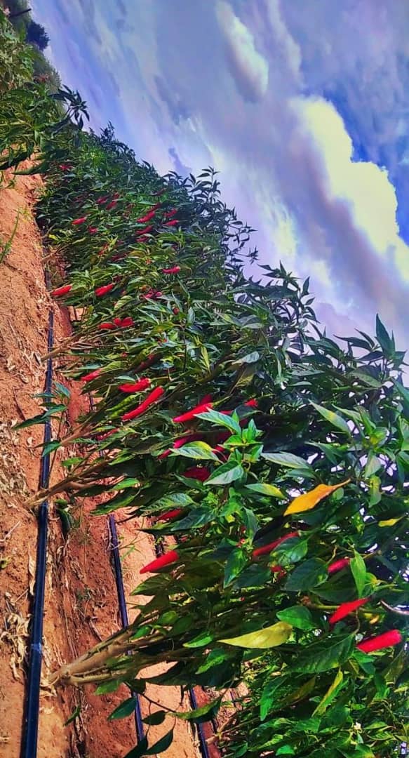 Red Chillies, 20 litres bucket