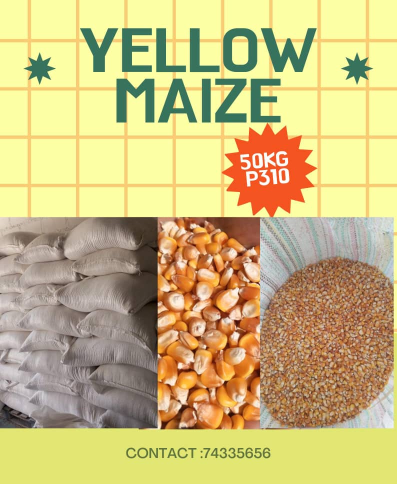 Yellow Maize