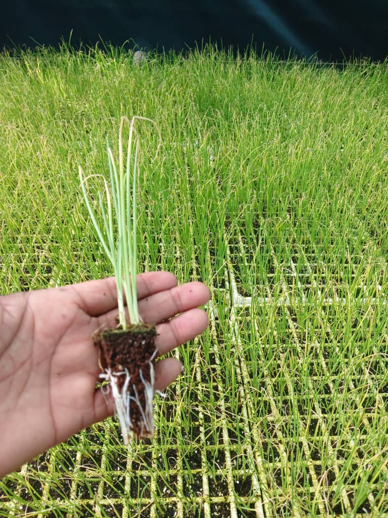 Onions