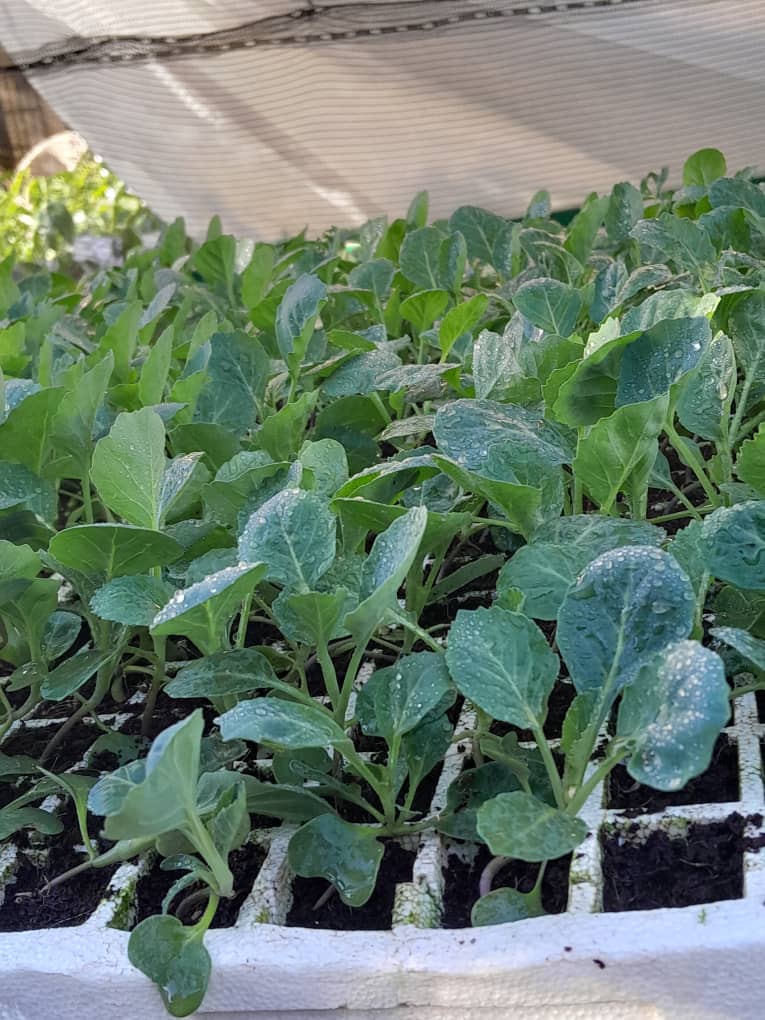 Cabbages