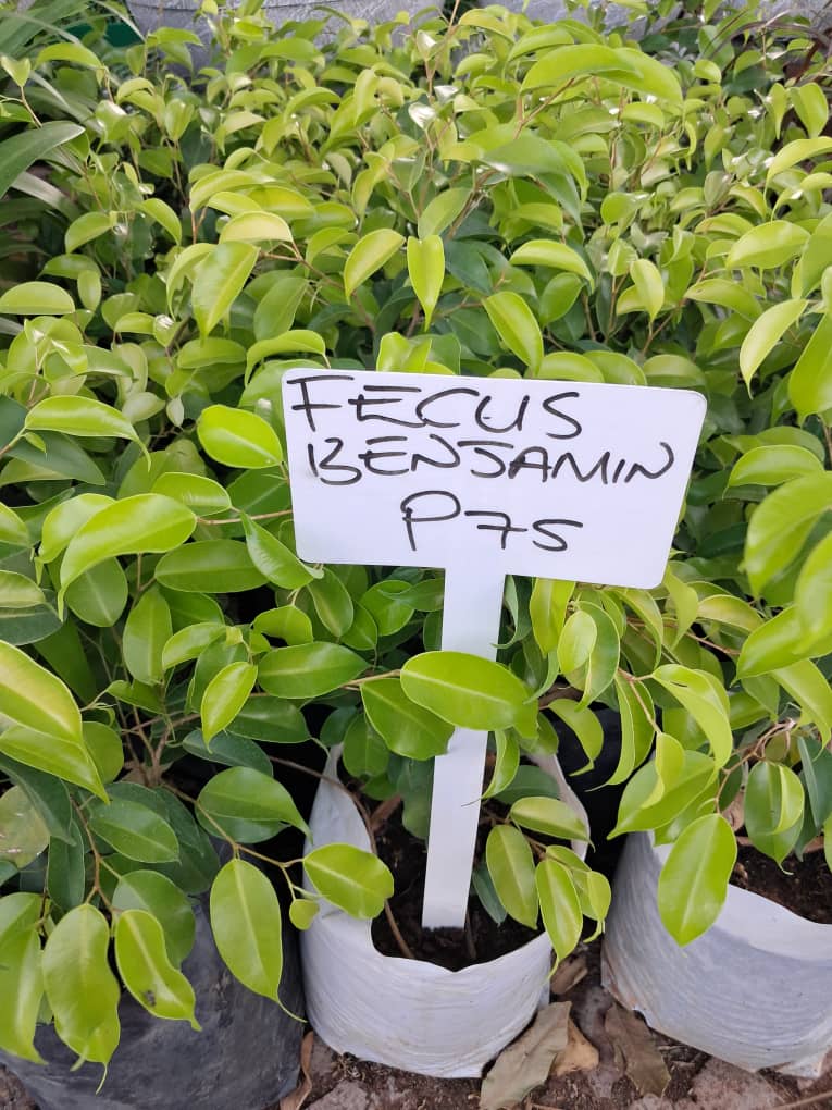 Ficus Benjamin