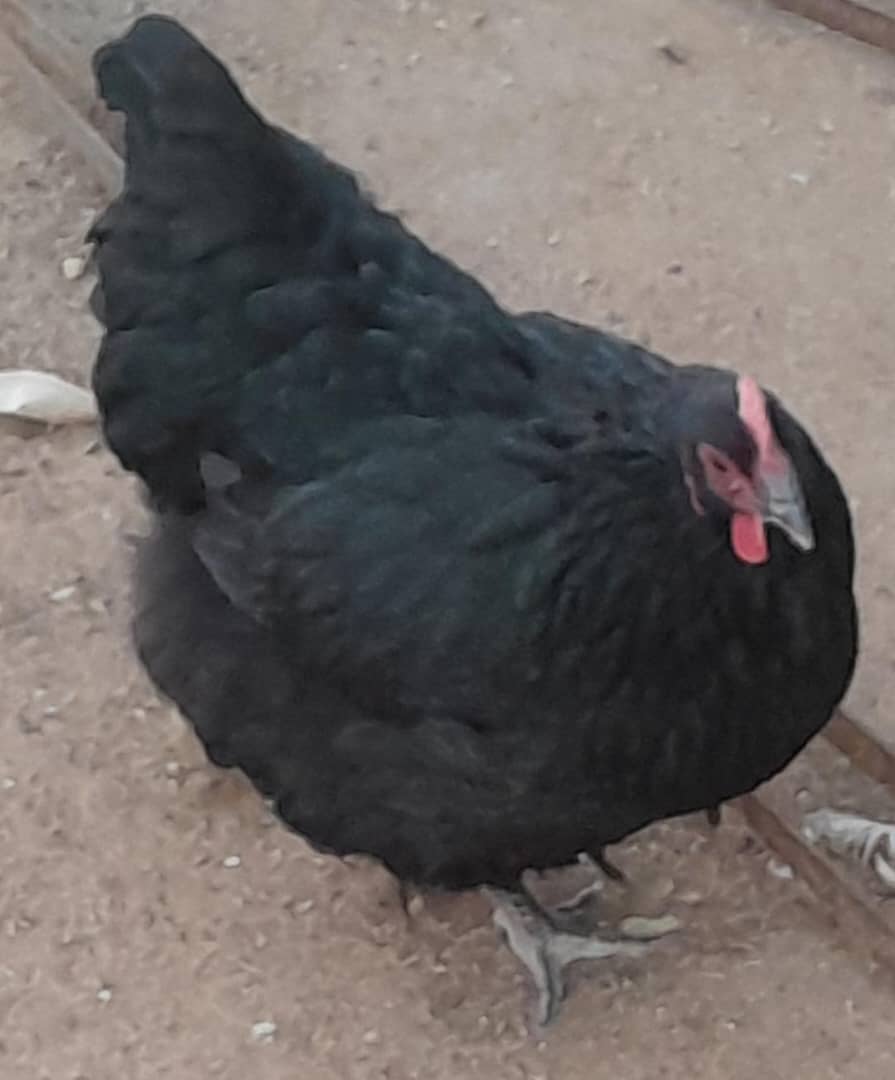 Black Austrolop