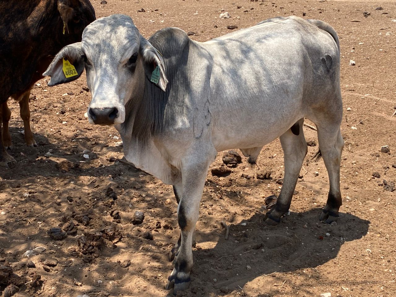 White Brahman