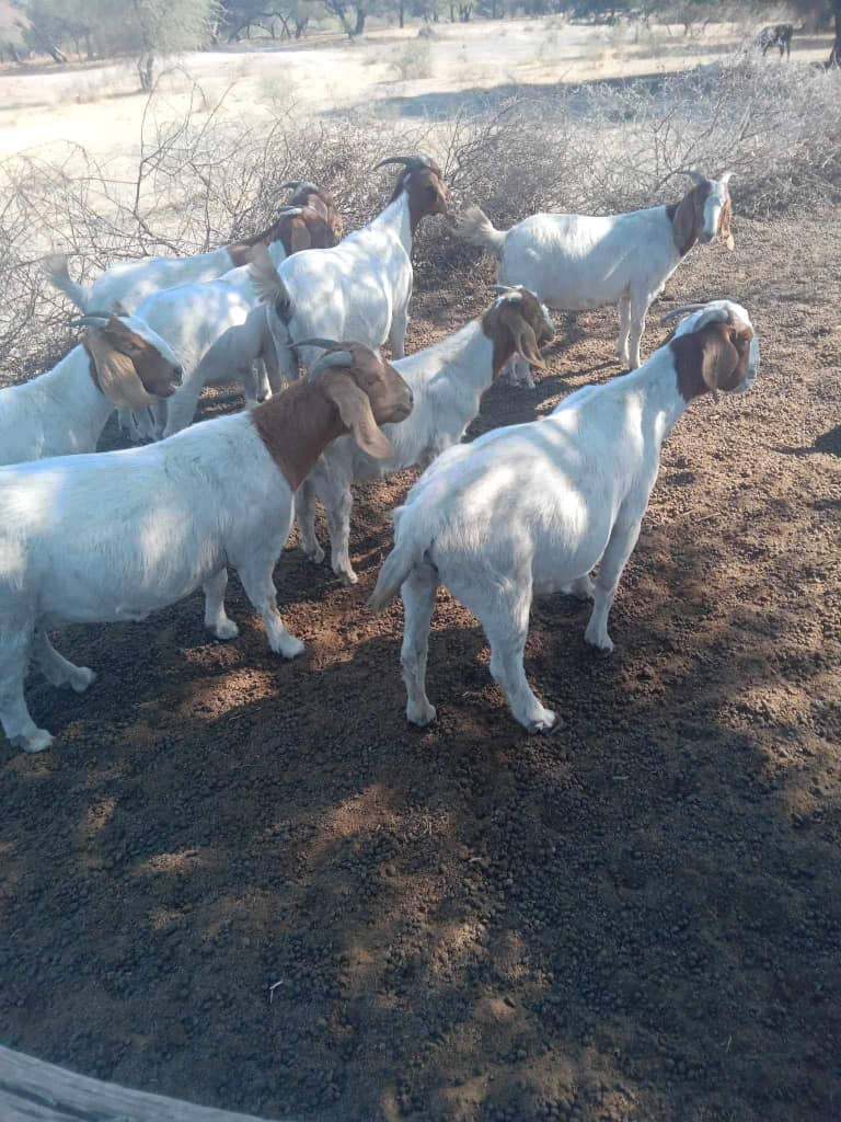 Boer Goat