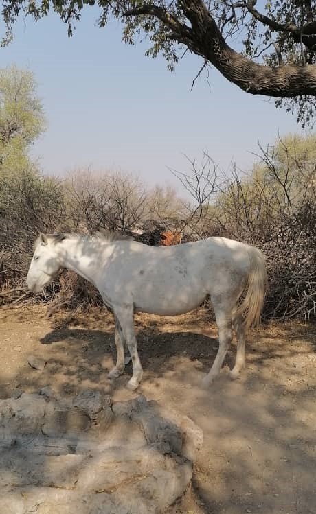 Female|Horse