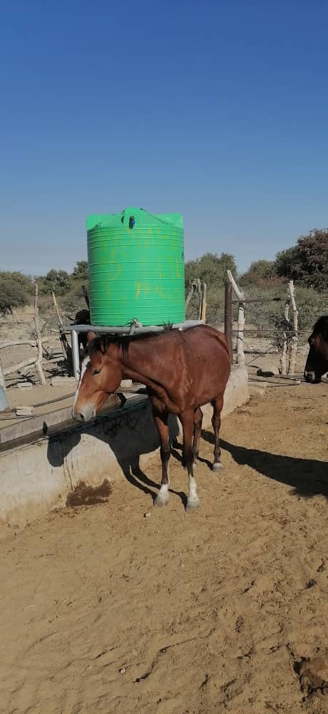 Female|Horse