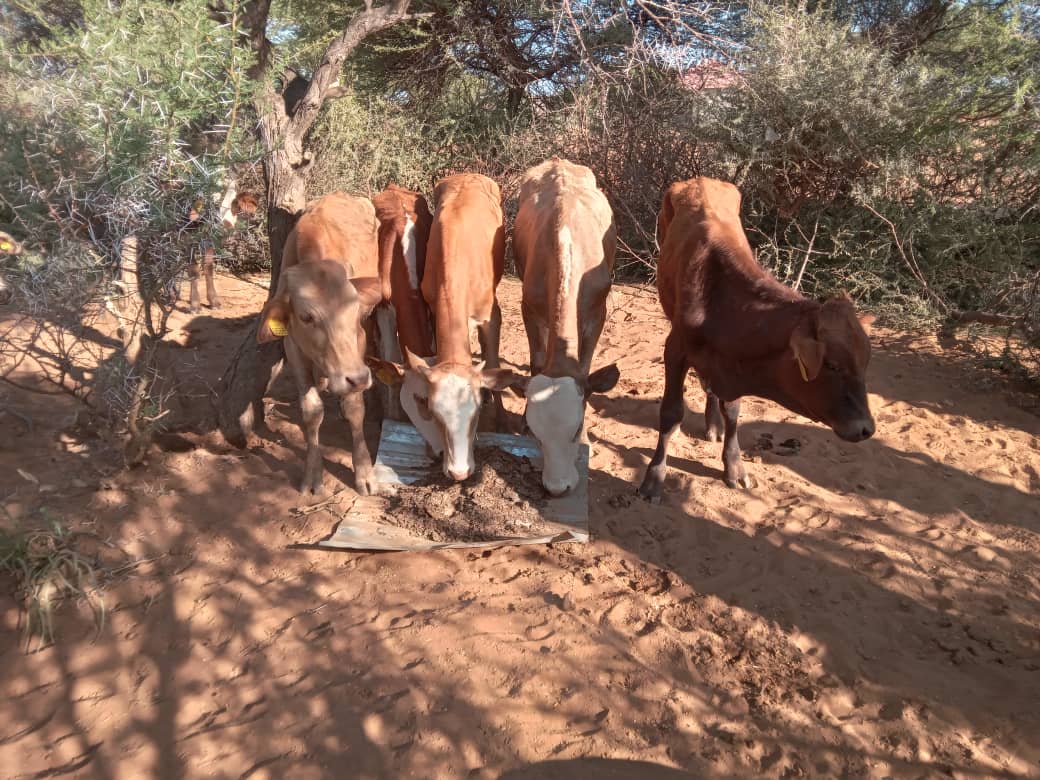 Tswana Cattle