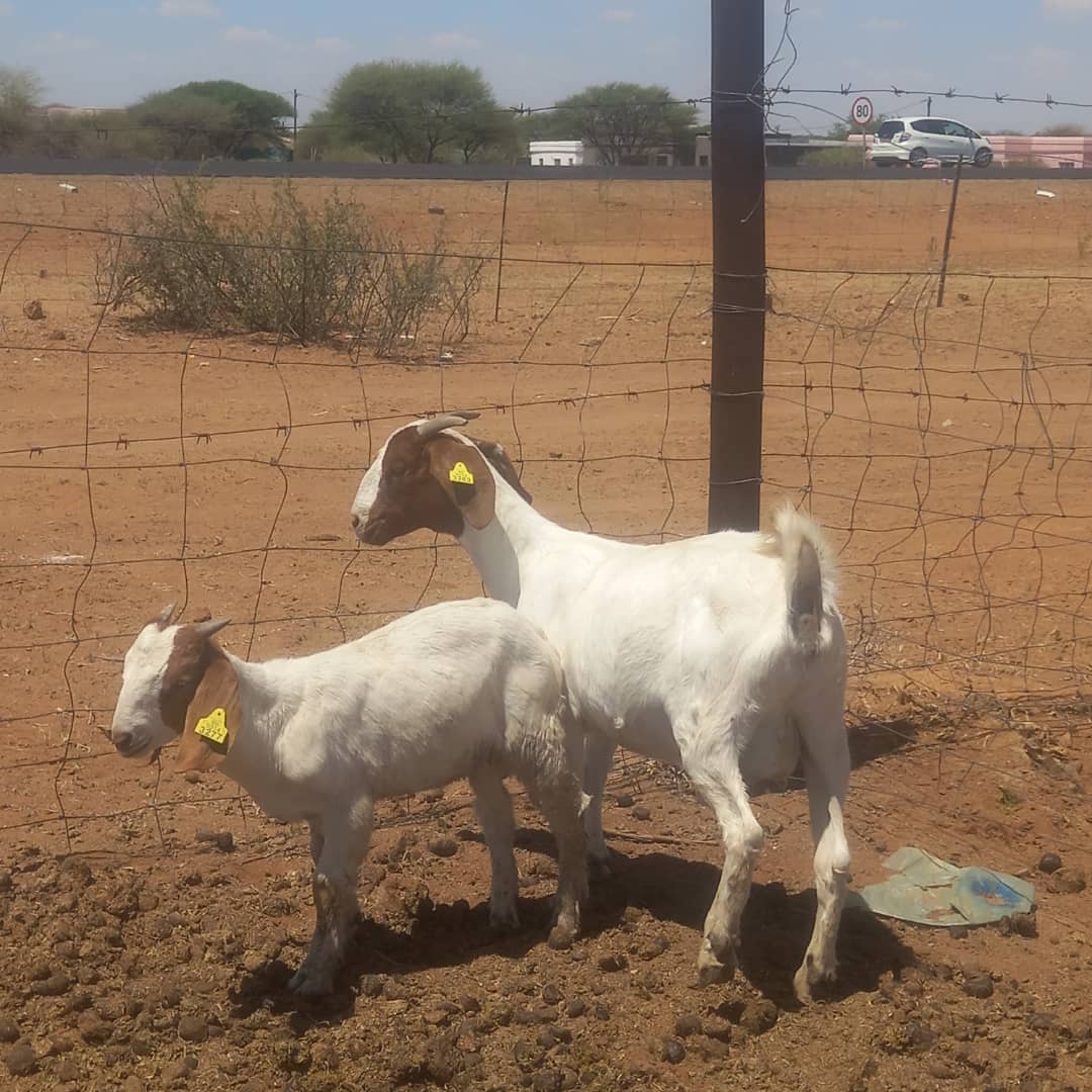 Boer Goat