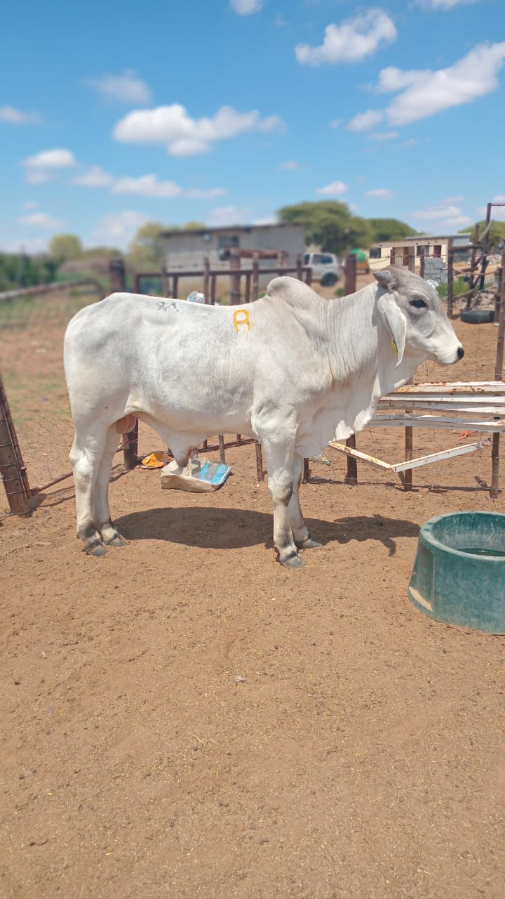 White Brahman