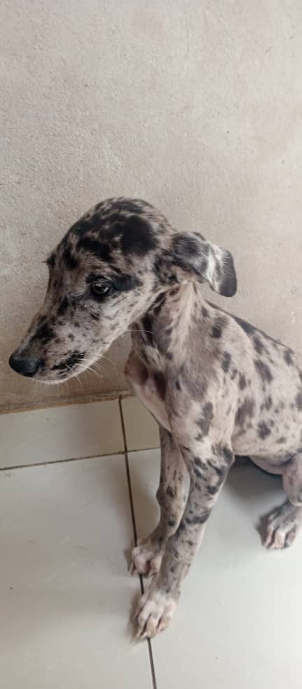Great Dane