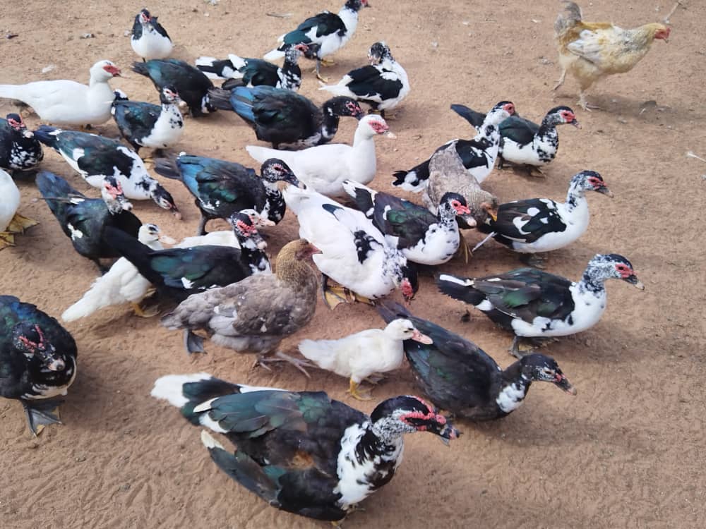 Ducks