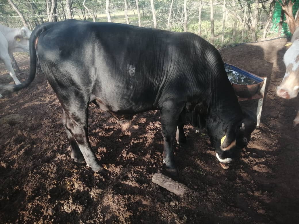 Brown Swiss