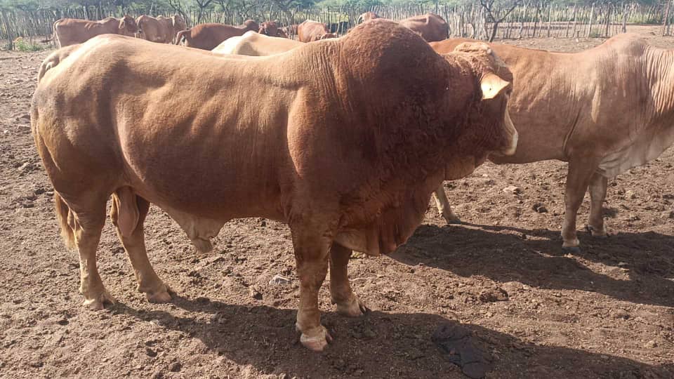 Limousin