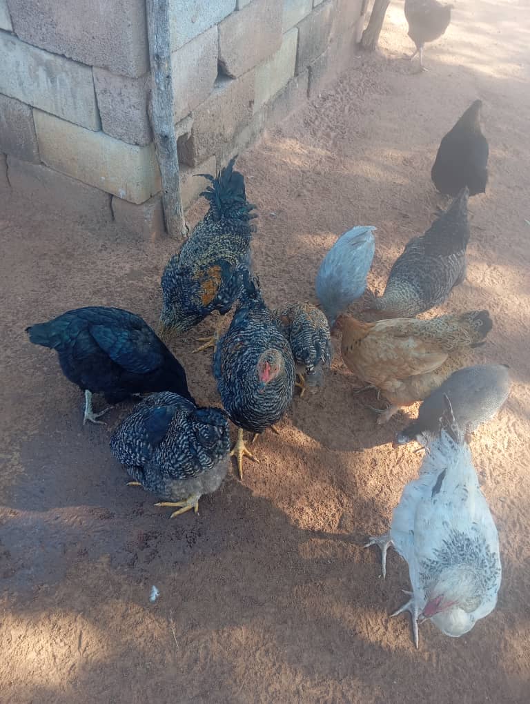 Tswana