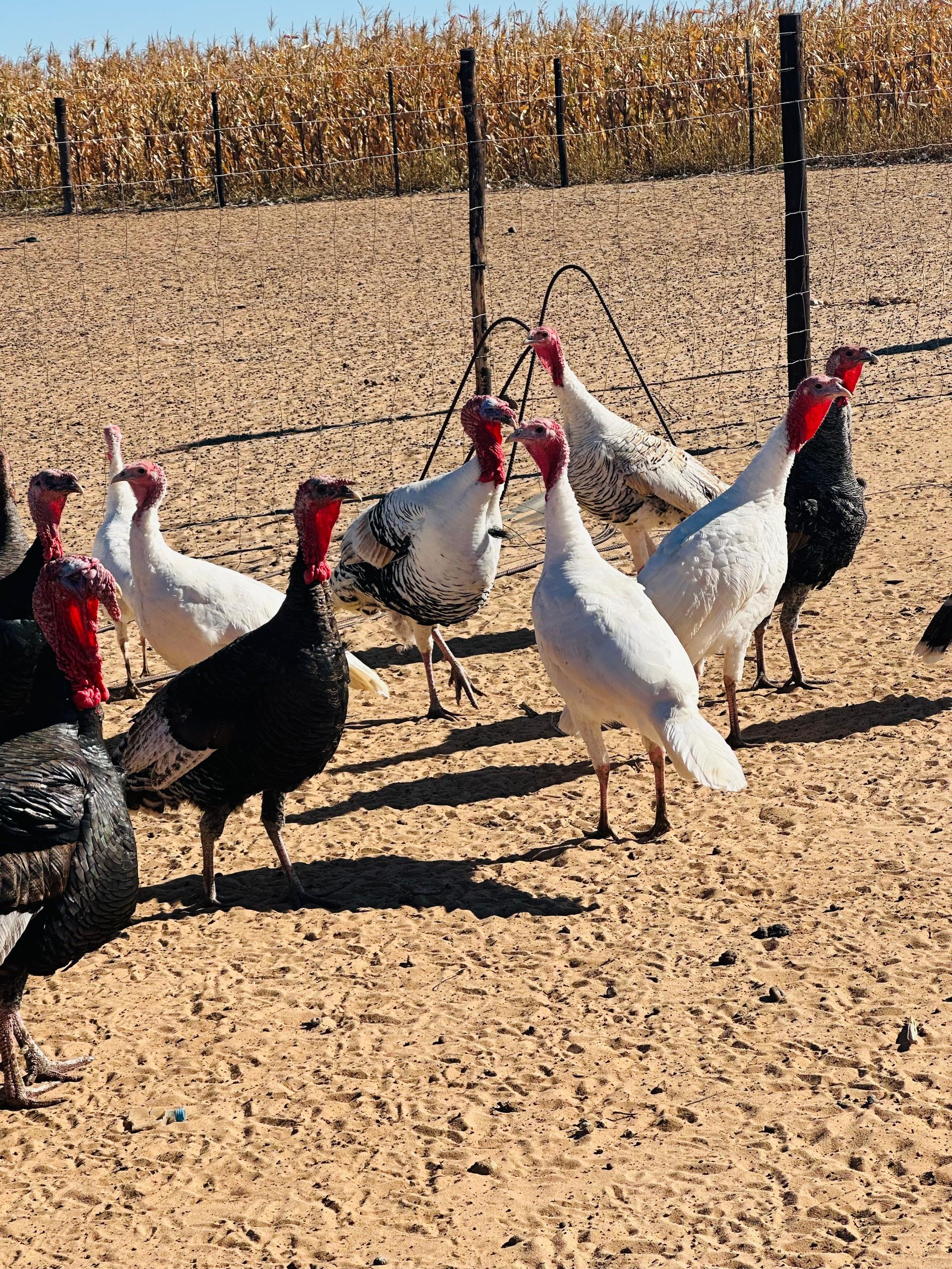 Turkey