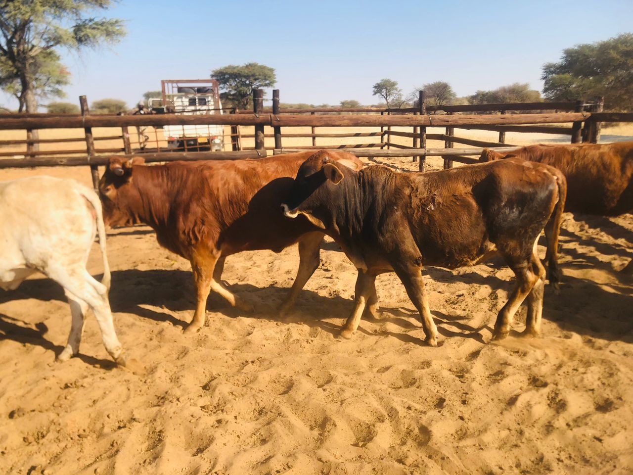 Tswana Cattle