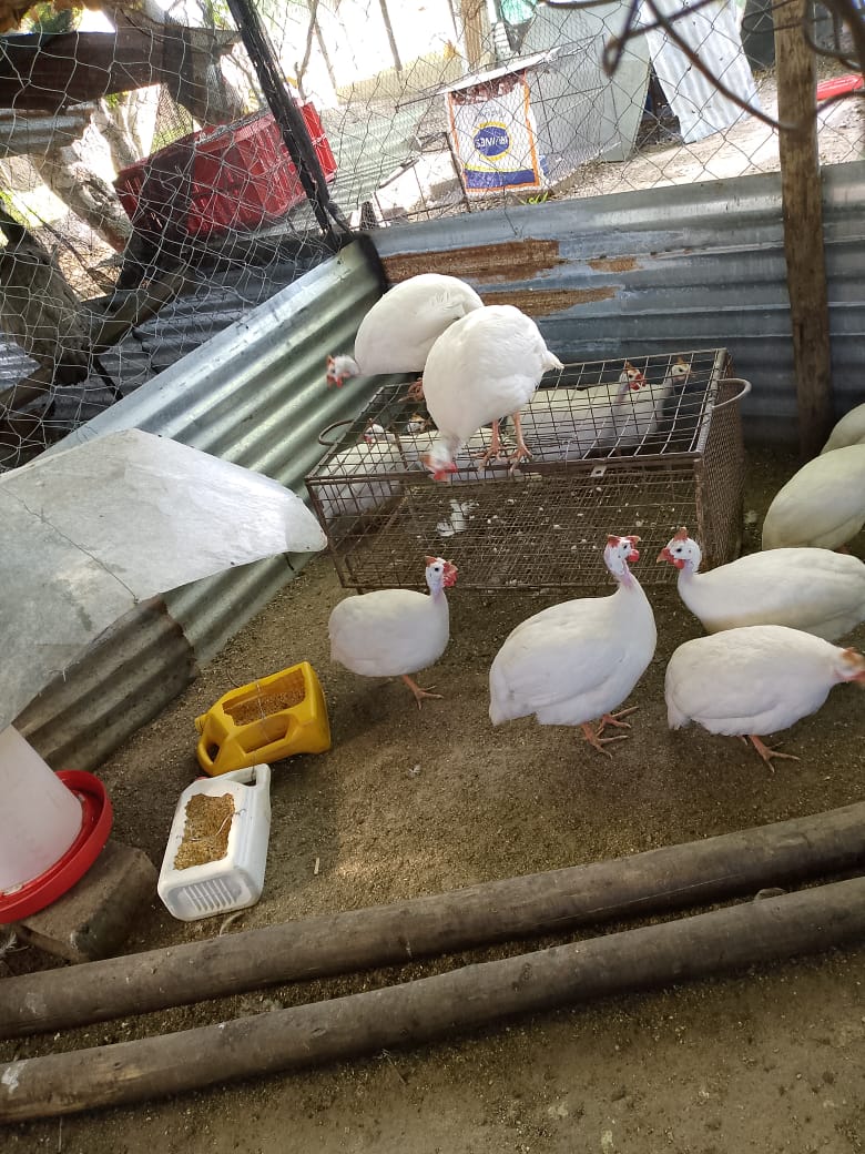 White Guinea