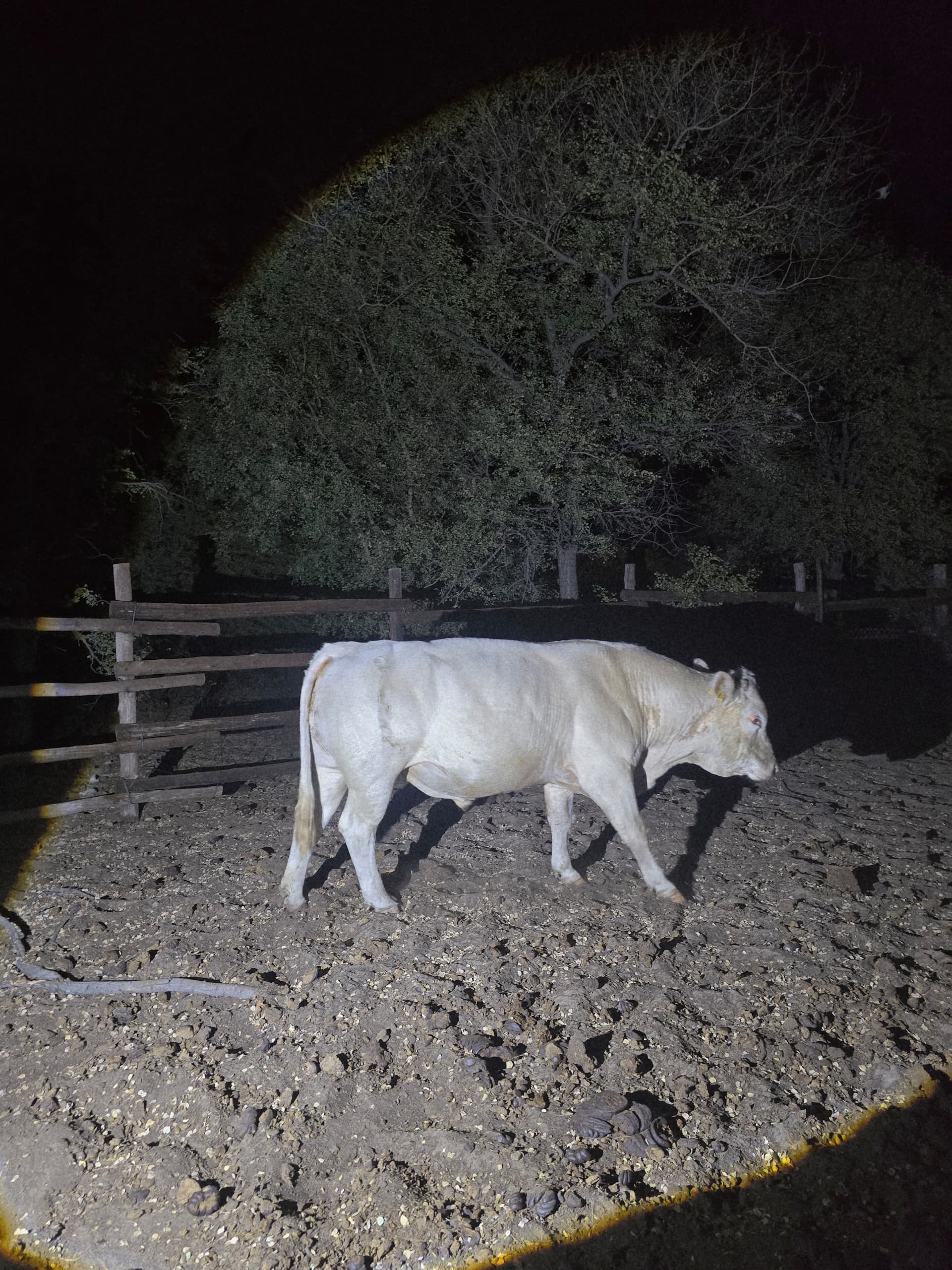 Charolais