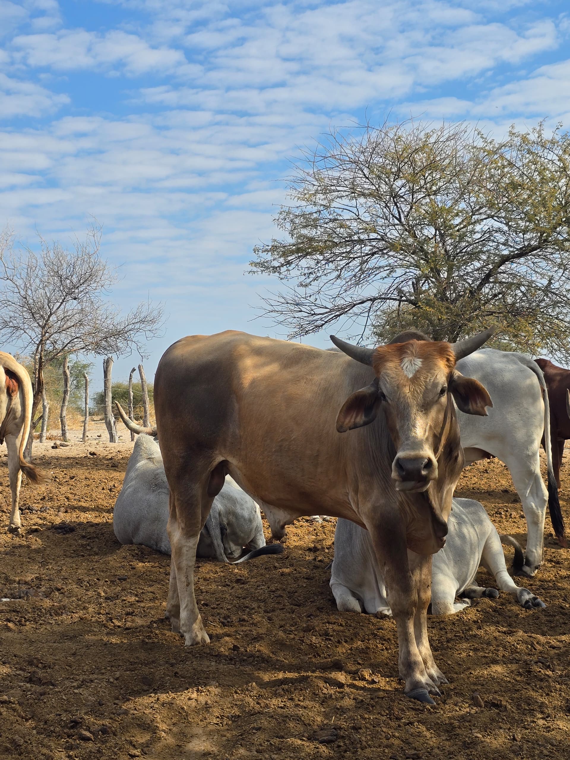 Tswana Cattle