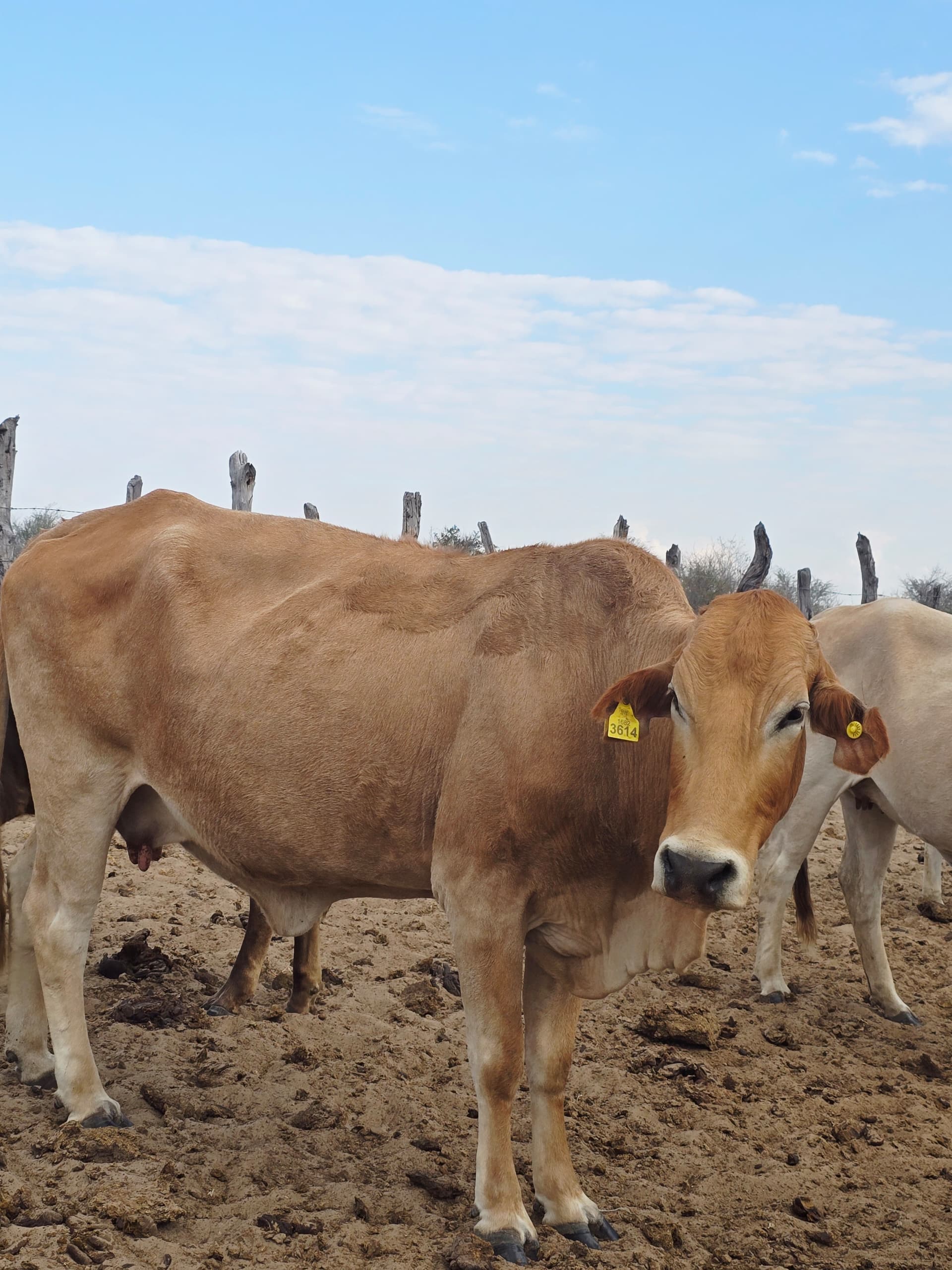 Tswana Cattle