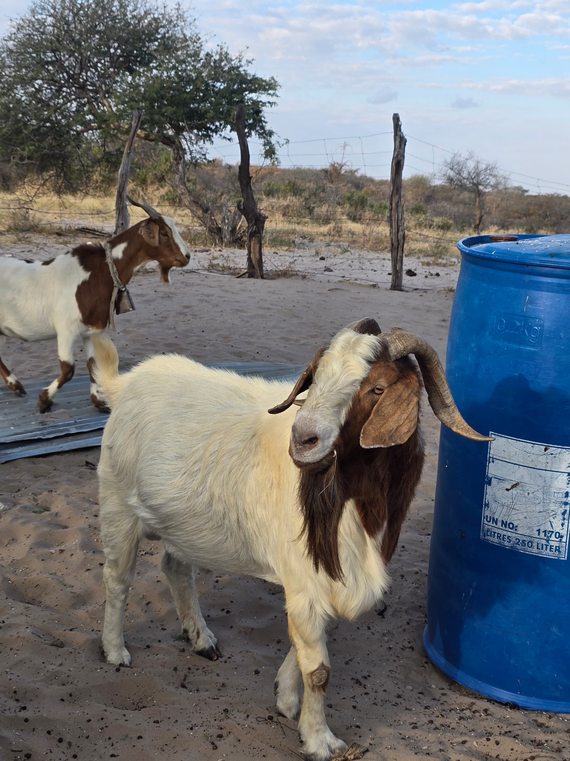 Cross Boer Goat