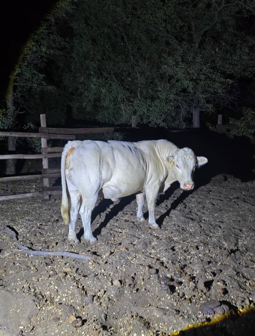 Charolais