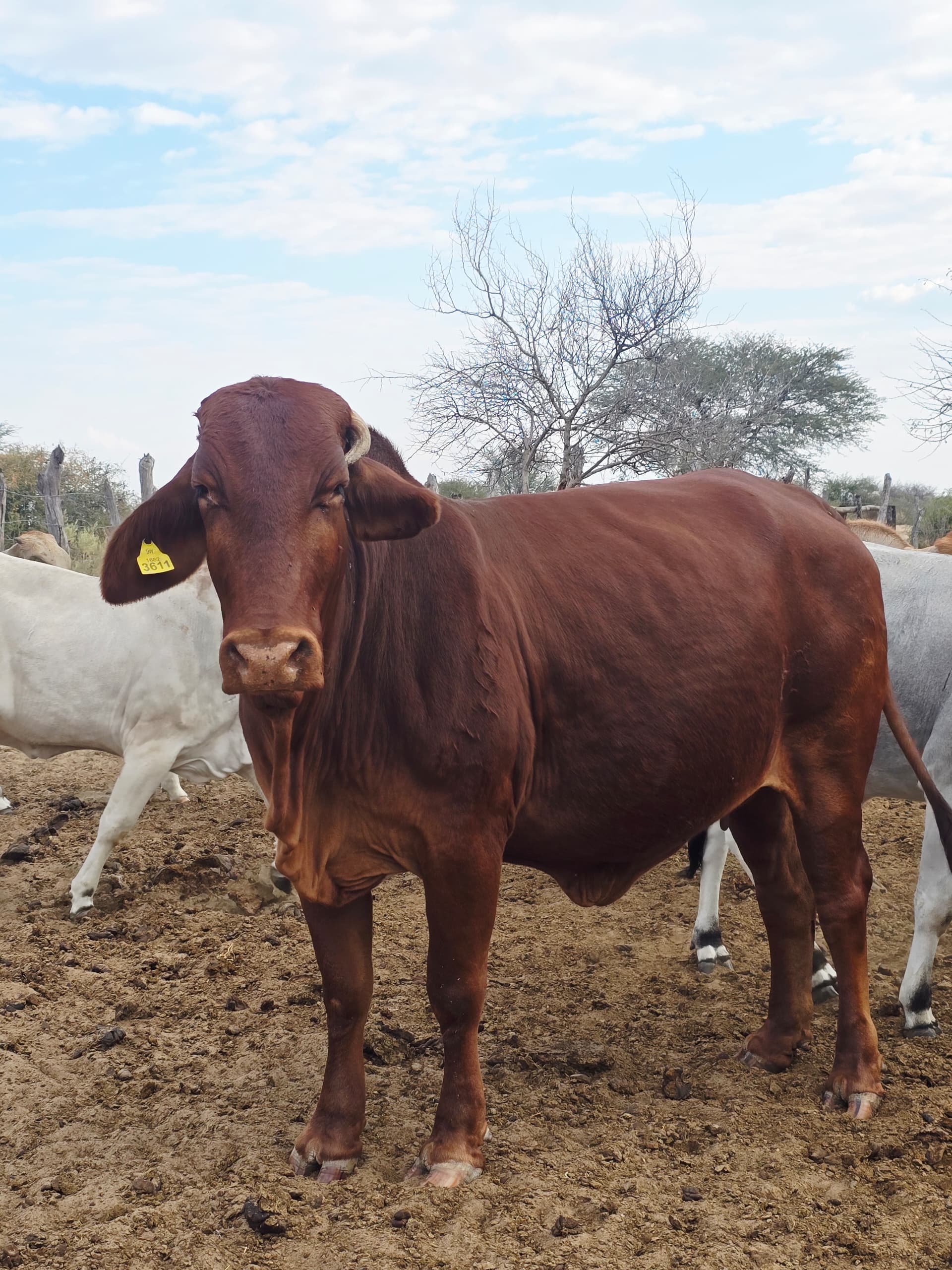 Red Brahman