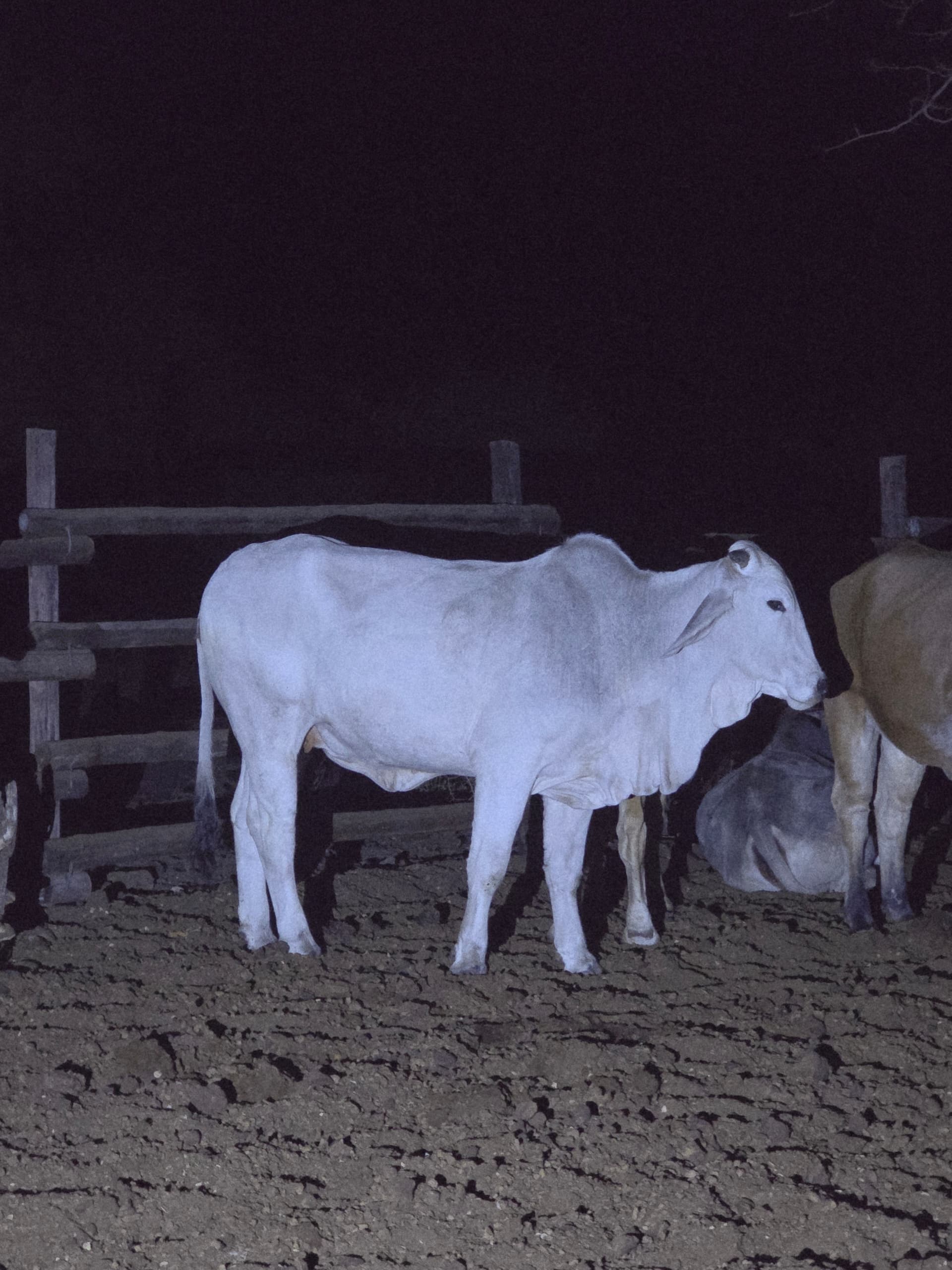White Brahman