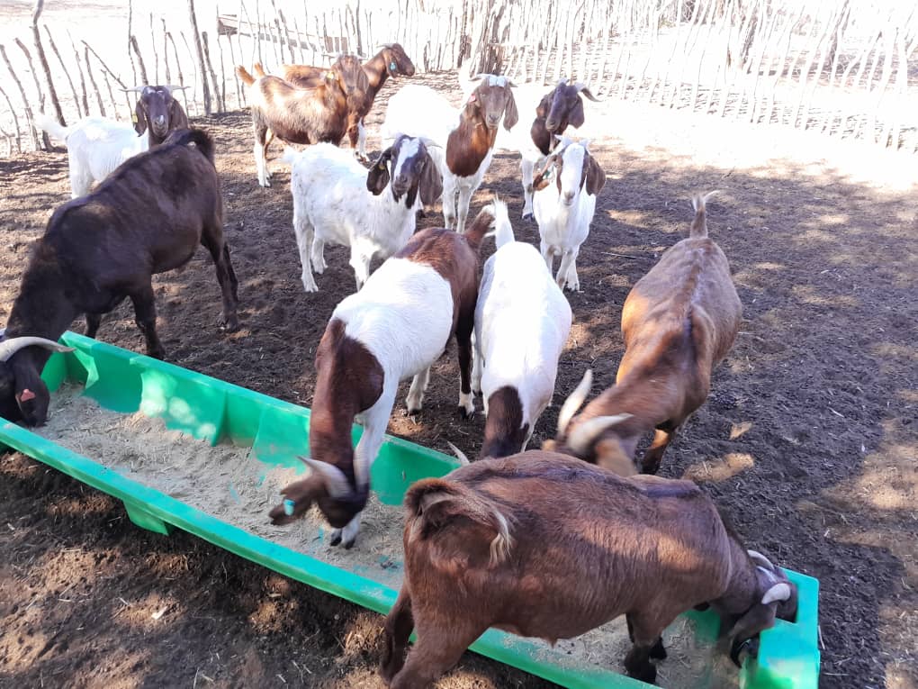 Tswana Goat