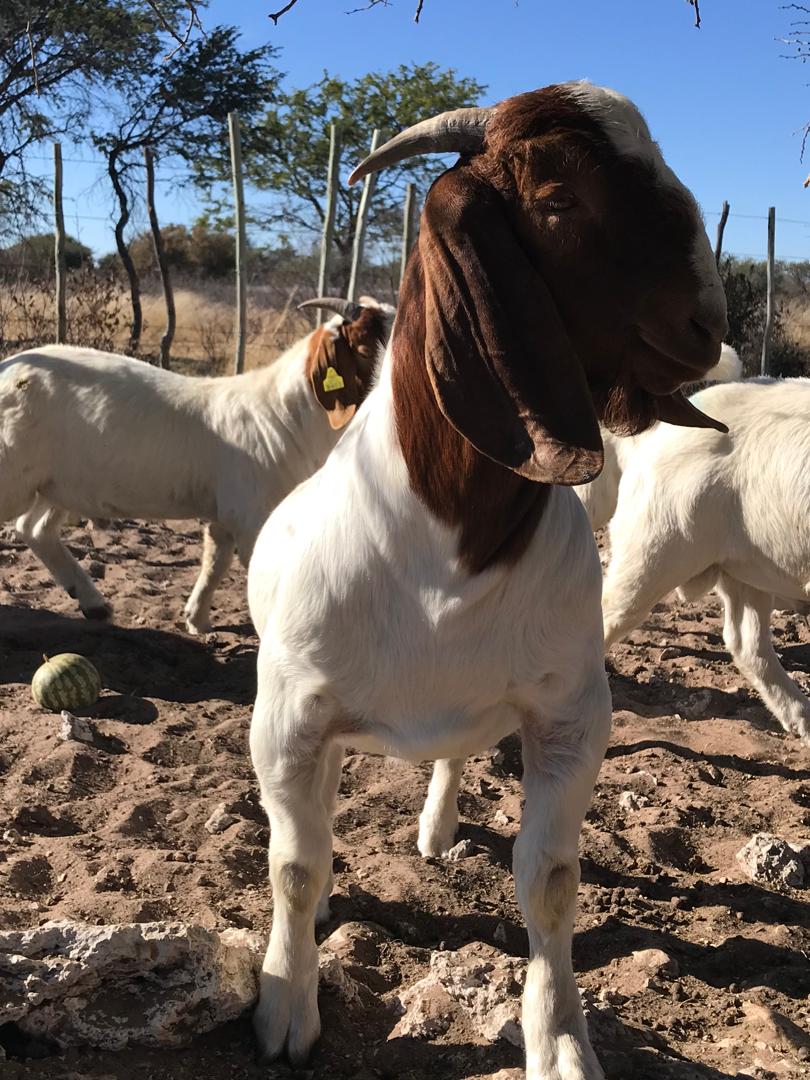 Boer Goat