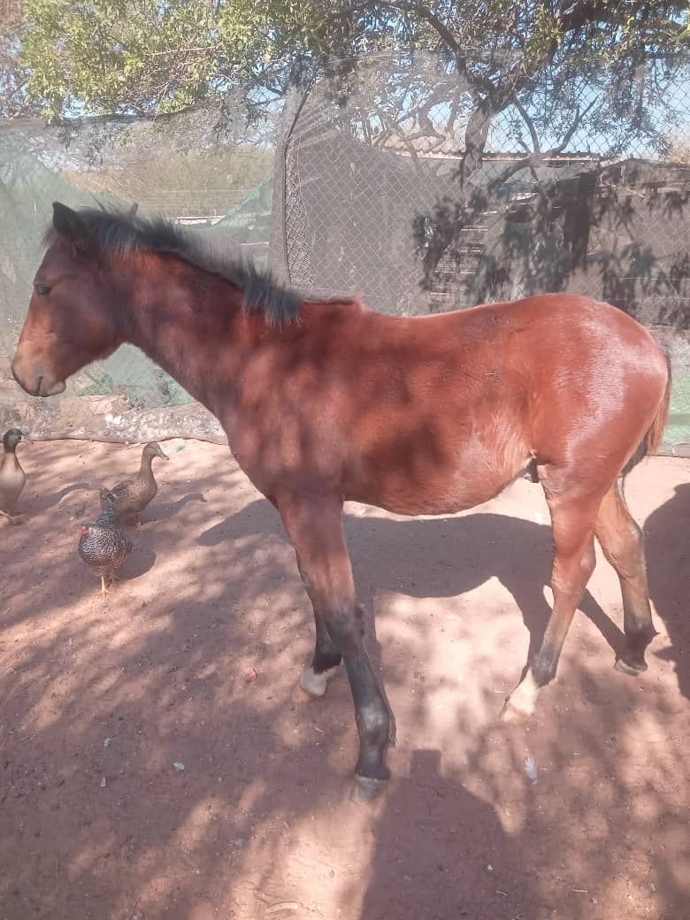 Male|Horse