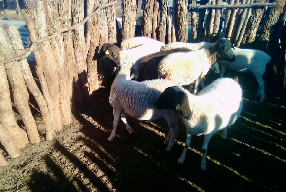 Cross Dorper Sheep