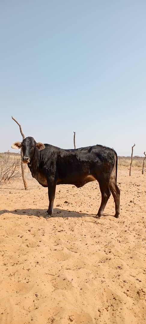 Tswana Cattle