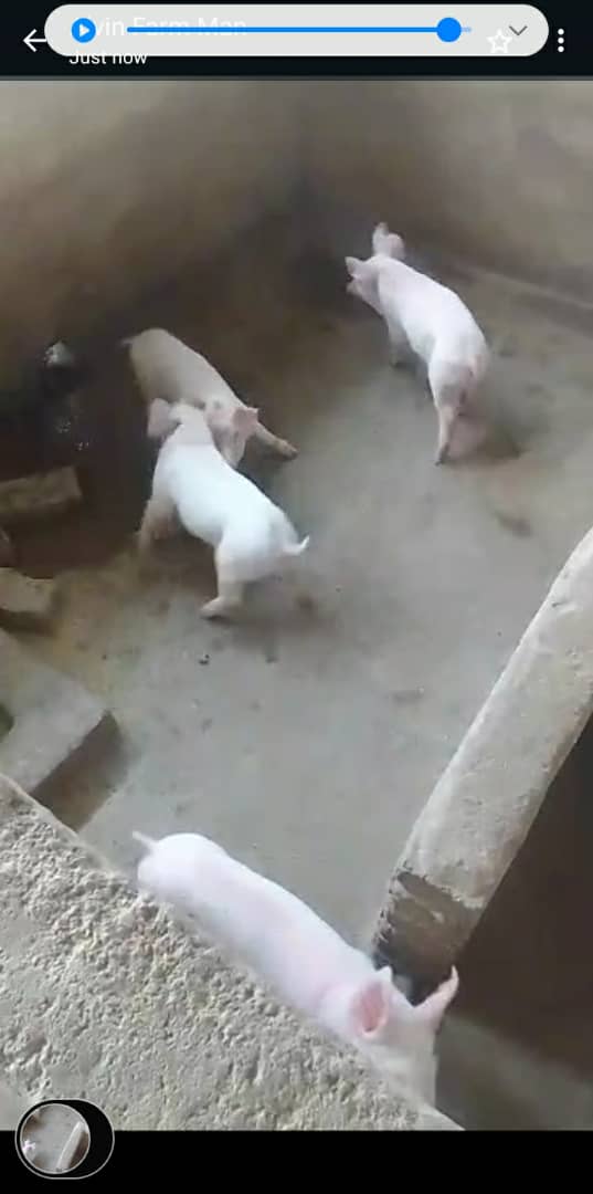 Young Pigs