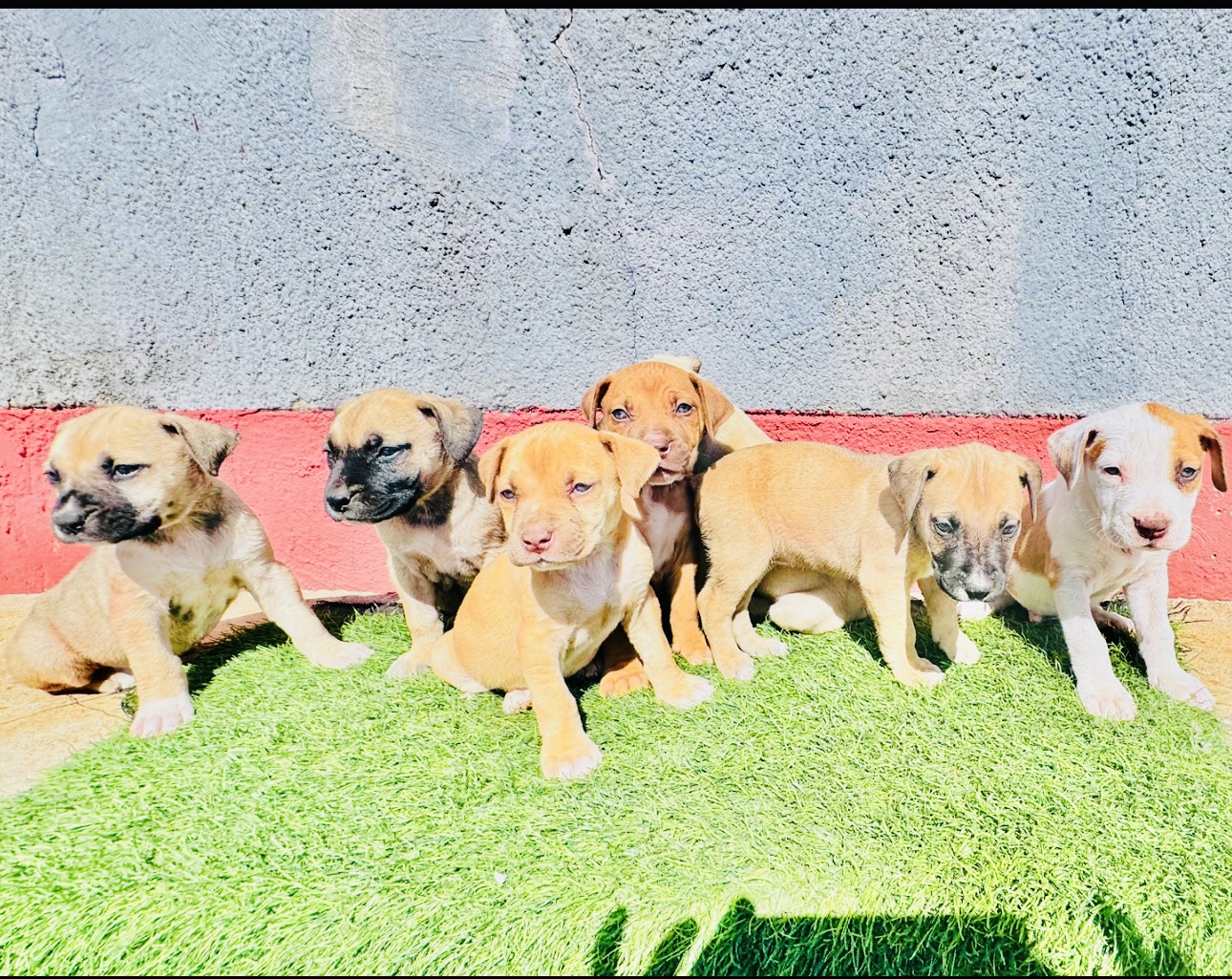 Boerboel